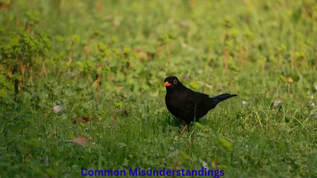 Common Misunderstandings