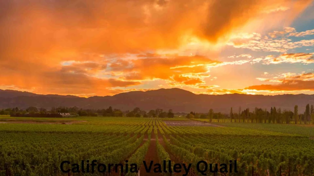 California Valley Quail
