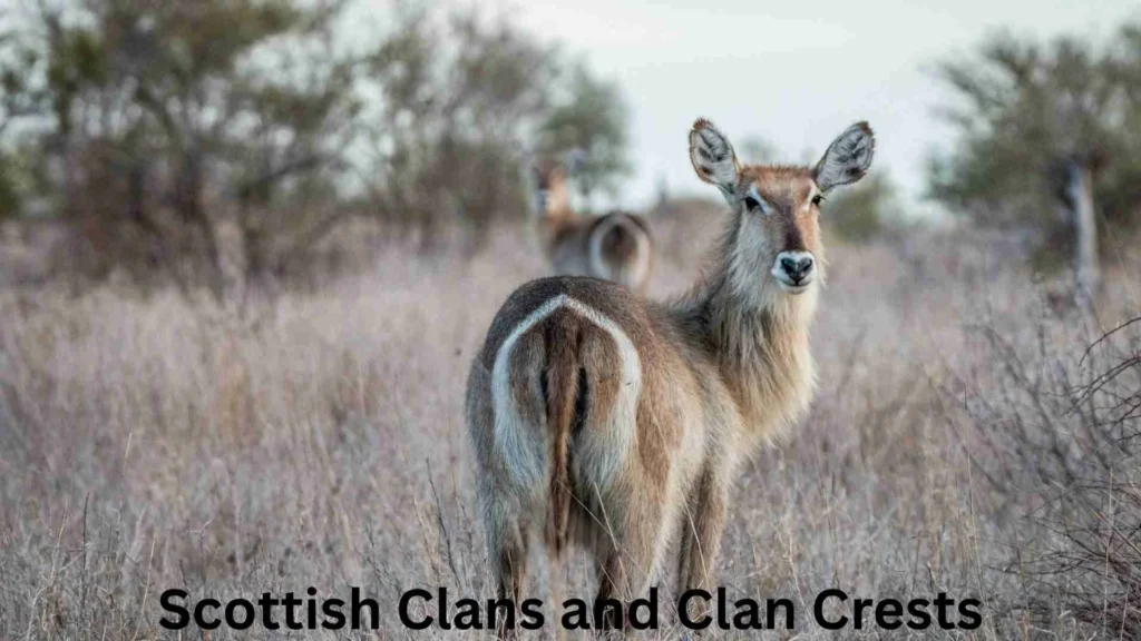 Scottish Clans and Clan Crests