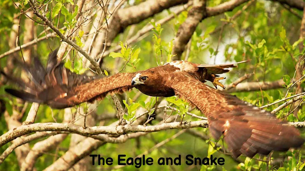 The Eagle and Snake