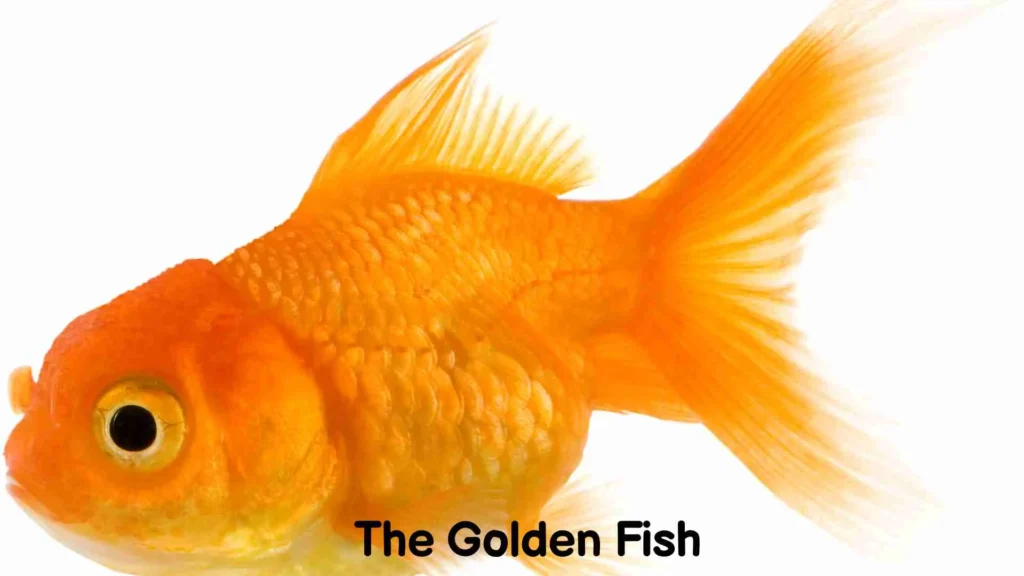 The Golden Fish